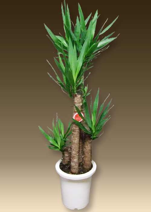 観葉植物を通販の特別価格で販売 ユッカは人気があります 観葉植物を通販の特別価格で販売 ユッカは人気があります