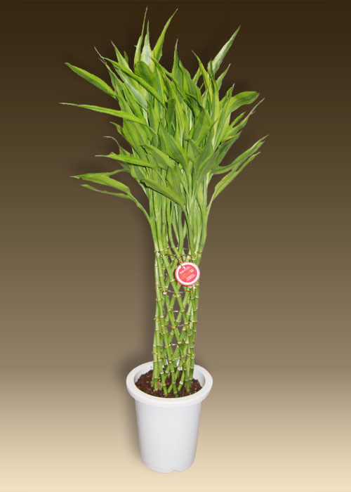観葉植物を通販の特別価格で販売 ドラセナはオフィスにおすすめのインテリアです
