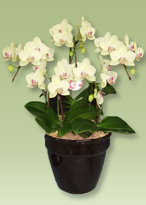 5本立て胡蝶蘭ミディイエローをフラワーギフトとして贈りませんか 特別価格で販売致します